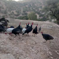 بوقلمون محلی