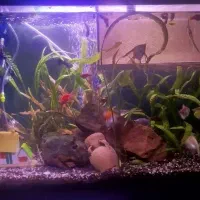 فروش و معاوضه انجل با گوپی یا سایر ماهی ها