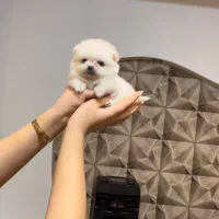 پامرانین فنجونی ۴۰۰ گرمی|سگ|باغستان, |دیوار