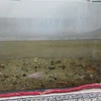 اکواریوم|ماهی|میبد, |دیوار