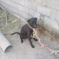 این سگ از ایرانشهر اوردمش بخاطر جا بجایی میفروشم