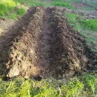 اجازه-زمین-برای-پیاز-سیر-گندم-داده-میشود