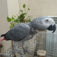 جوجه کاسکو حلقه پا کلام بالا نابغه|پرنده|تهران, شهرک دریا|دیوار