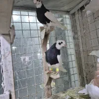 طوقی نرو ماده