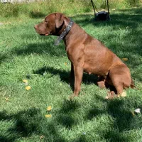 پیت بول ماده