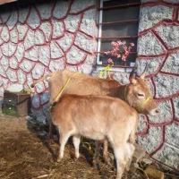 گاو وگوساله ماده چالوسی اصیل     لیشه ورزا|حیوانات مزرعه|رشت, حومه رشت|دیوار