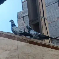 کفتر