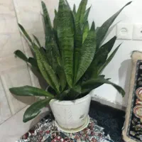 گل سانسوریا با پاجوش