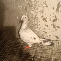 کفتر آلمانی رنگه صید ساده ماده سار طوقی