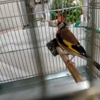 سهره نرجوجه قفس