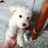 واگذاری توله تریر4ماهه