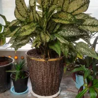 گل و گیاه آپارتمانی|گل و گیاه طبیعی|قم, ارم|دیوار