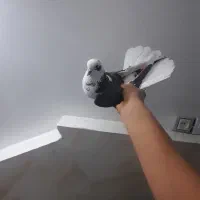 کفتر پرشی کمیاب|پرنده|نسیمشهر, |دیوار