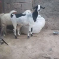 سه تا گیسه پاکستانی