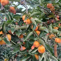 خرمالو بشقابی|خوردنی و آشامیدنی|نوکنده, |دیوار