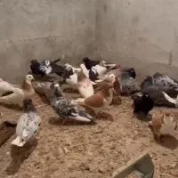 کفتر کبوتر طوقی شهری چپ سرور دم سفید سینه و کله