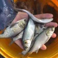 ماهی|ماهی|لنگرود, |دیوار