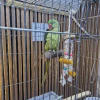 شاه طوطی رام و دستی کاملا سالم و سرحال