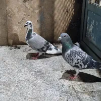کفتر شهرستانی غریب گیری