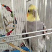 عروس هلندی|پرنده|زرقان, |دیوار