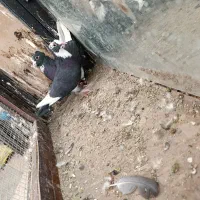 نر و ماده مینا سیاه کاکلی|پرنده|تربت‌حیدریه, پائین ولایت|دیوار