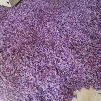 زعفران تازه از خود کشاورز|عمدهفروشی|قلندر آباد, |دیوار