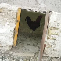 خروس چهل تاج