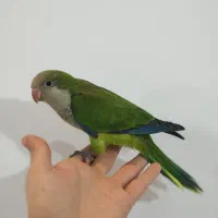 خرید فروش طوطی گرینچیک راهب کاسکو اکلکتوس خورشیدی|پرنده|تهران, صاحب الزمان|دیوار