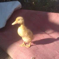 جوجه محلی رنگی و اردک