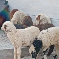 بره|حیوانات مزرعه|اهواز, زوویه ۲|دیوار