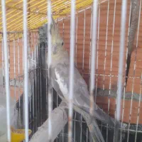 عروس هلندی