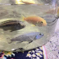 گله ۵ تایی انواع سیچلاید