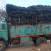 خریداره تیپ