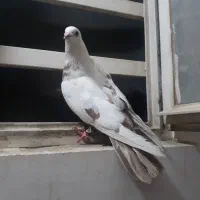 نر بوره قهوه ای