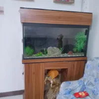 اکواریوم