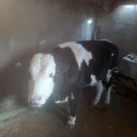 دو راس گوساله