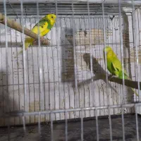 مرغ عشق های مولد و فنچ های کینگ ماده|پرنده|خرمدره, |دیوار