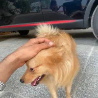 سگ فروشی|سگ|میناب, |دیوار