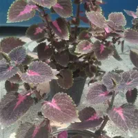 گل حسن یوسف