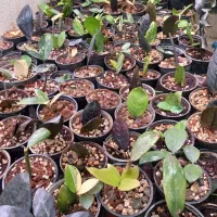 گیاه زامیفولیا ابلغ|گل و گیاه طبیعی|زرند, |دیوار