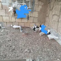 کبوتر طوقی
