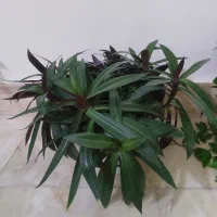 گل طبیعی پر و زیبا|گل و گیاه طبیعی|شیروان (خراسان), |دیوار