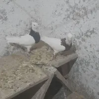 طوقی هفت رنگ وسیاه|پرنده|جوین, |دیوار