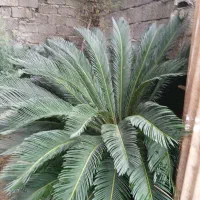 گل سیکاس ۱۵ ساله