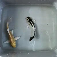 ماهی کوی نژاد دار باله بلند A|ماهی|پرند, فاز ۳|دیوار