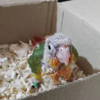 طوطی گرینچیک اکستریم ردسرلاکی