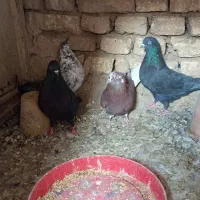 کفتر تهرونی پرشی|پرنده|خمینی‌شهر, |دیوار