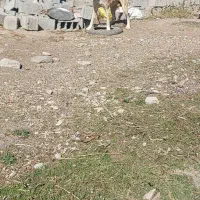 سگ سرابی ۱۴ماهه|سگ|اردبیل, |دیوار
