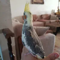 عروس هلندی