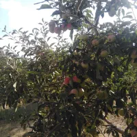 سیب گلاب بهاره